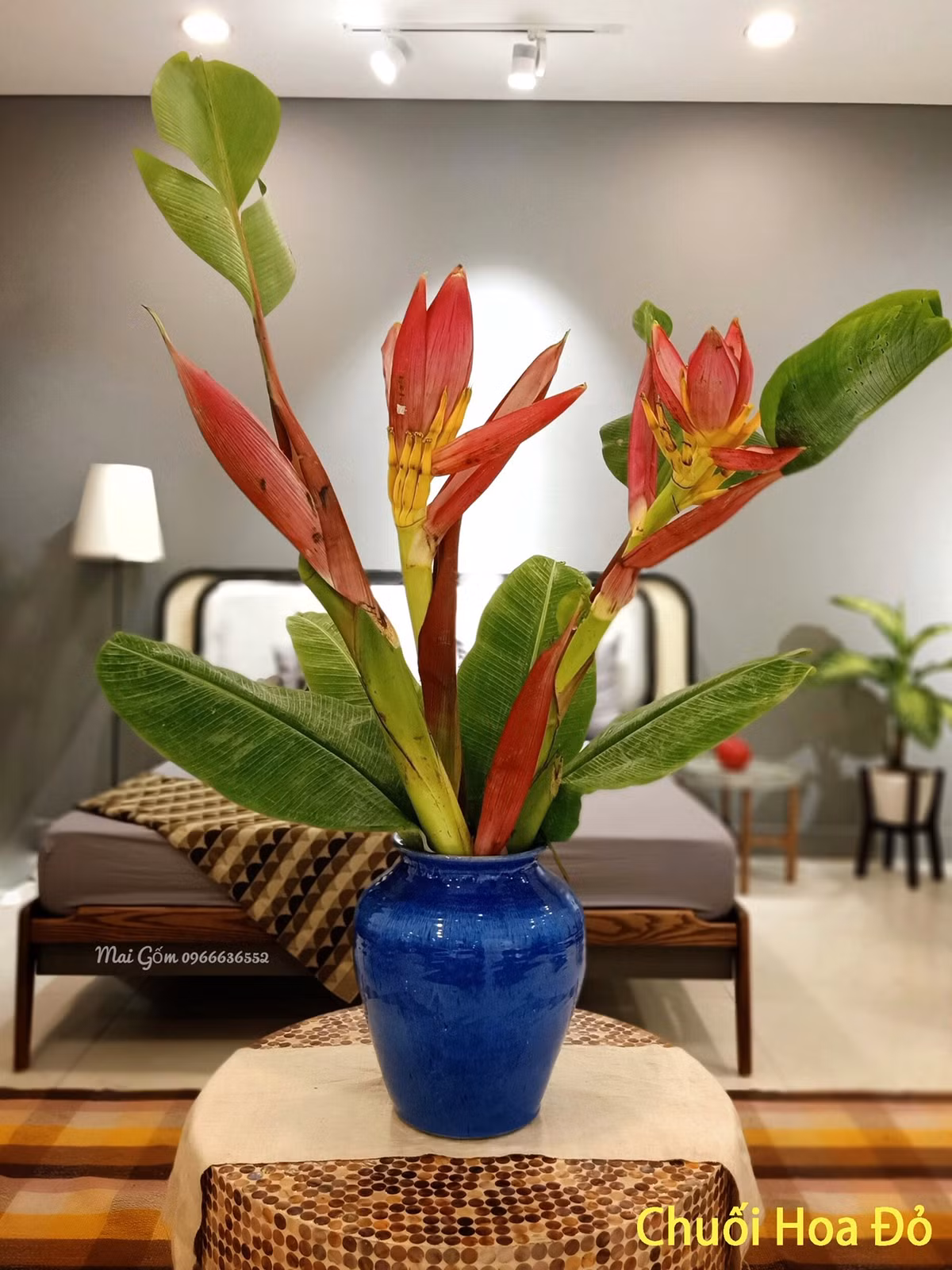 4 loai hoa rung duoc dan Ha thanh lung choi Tet