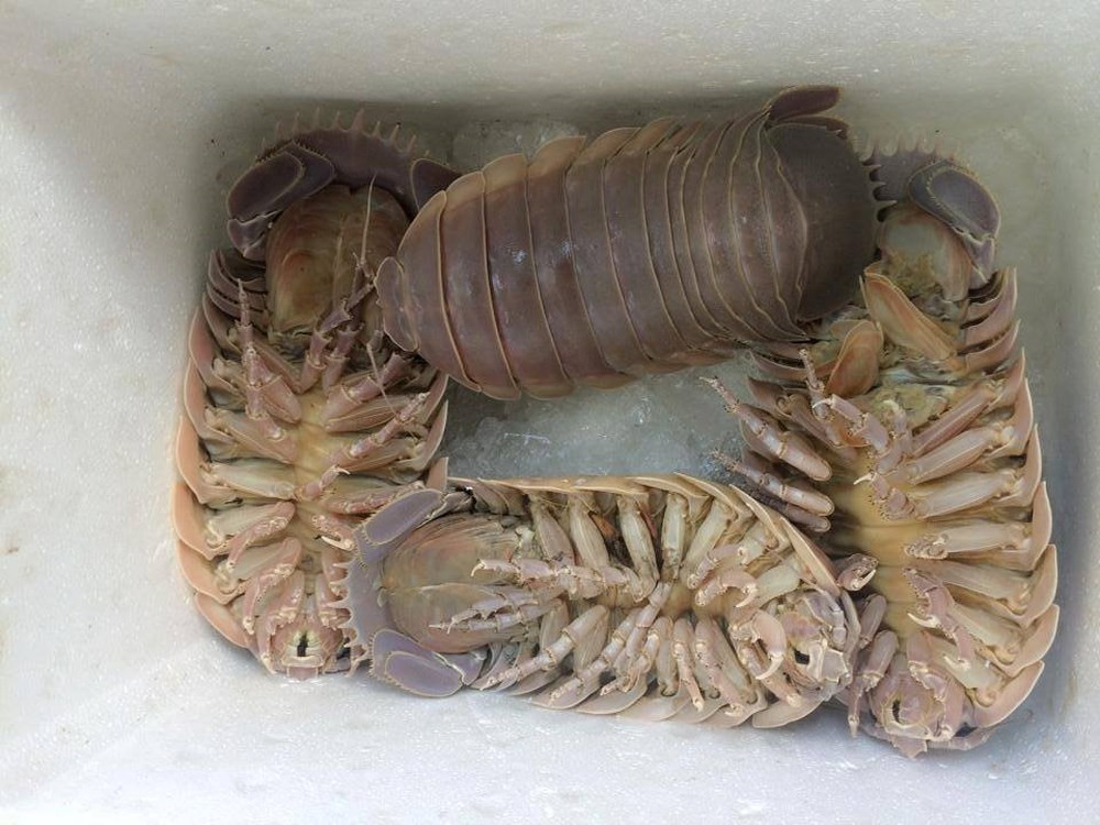 Bọ biển sống dưới đáy biển sâu nên chỉ những ngư dân có kinh nghiệm, dùng đôi giã cào lớn, rê quét dọc ngang trên khắp các ngư trường xa tít mù khơi mới bắt được chúng. Ảnh: Haisantoanphat