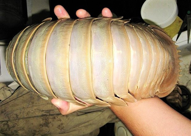 Thực chất bọ biển cùng họ với tôm, nhưng trông nó rất giống với những con bọ (côn trùng) ở trên cạn. Dù gọi là bọ song trọng lượng cơ thể của loài bọ biển thuộc dạng khổng lồ. Ảnh: Facebook