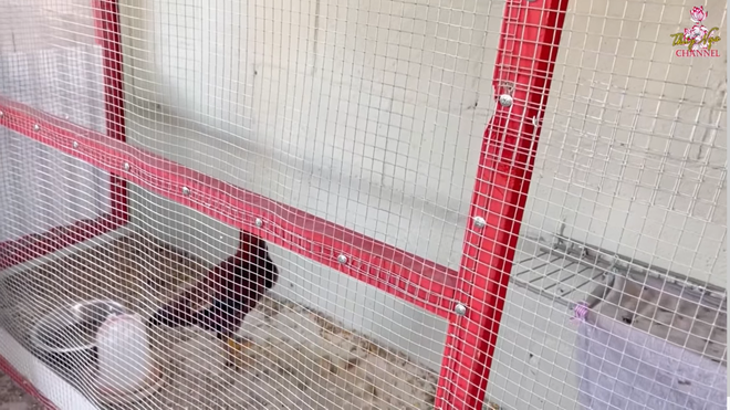 Không chỉ trồng cây, Hương Lan còn làm chuồng để nuôi gà và chim chóc. Ảnh chụp màn hình.