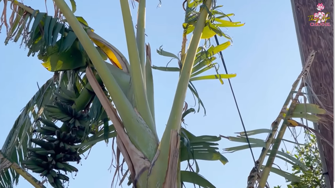 Đặc biệt, Hương Lan thậm chí còn trồng cả một cây chuối sau nhà để gợi nhớ quê hương. Ảnh chụp màn hình.