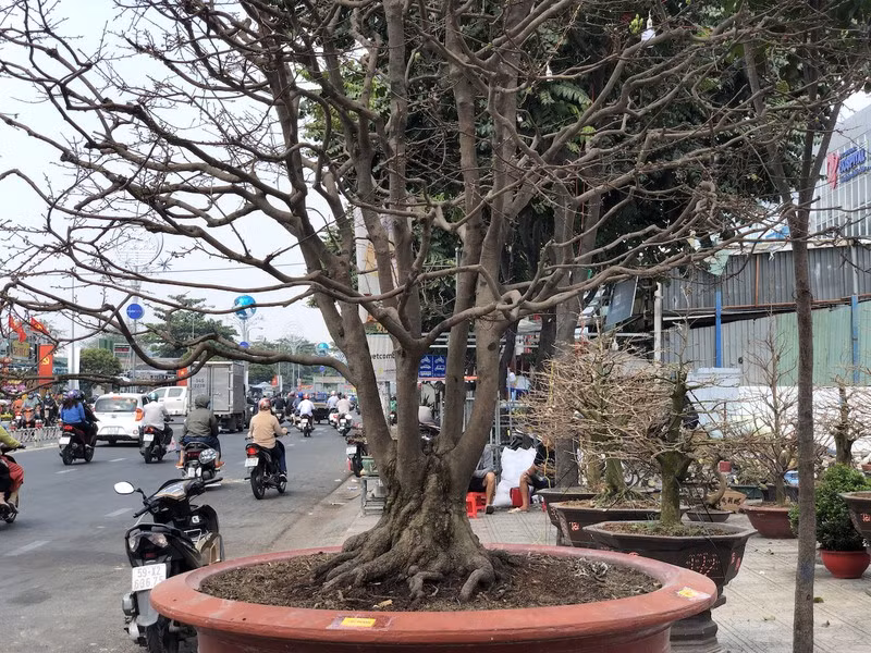 Theo người bán, cây mai đã hơn 100 tuổi, giá bán là 1,9 tỷ đồng, còn giá thuê cây mai là 200 triệu đồng. Ảnh: Plo.