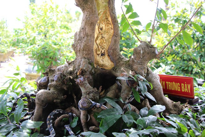 Cây mai vàng trăm tuổi được chủ nhân ở TP Sa Đéc (Đồng Tháp) dát 9 chỉ vàng SJC lên gốc cây cũng thu hút nhiều người đến chiêm ngưỡng. Ảnh: Tiền phong.