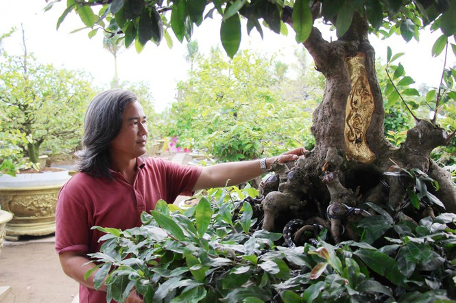 Chiều cao của cây tính từ mặt rễ lên là 2m, bề hoành 1m. Rễ cây xù xì, có nhiều nu, nhô ra từng cục như các con rộng hội tụ. Ảnh: Tiền phong.