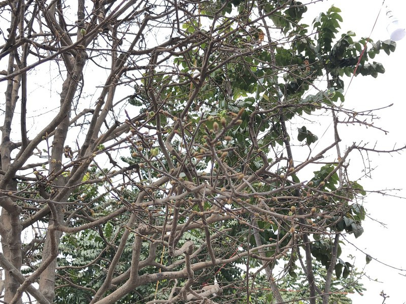 Nhiều nụ hoa của cây mai cổ sẵn sàng nở đúng dịp tết Nguyên Đán Tân Sửu 2021. Ảnh: Plo.