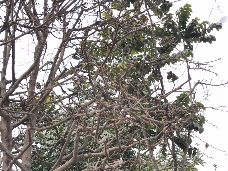 Nhiều nụ hoa của cây mai cổ sẵn sàng nở đúng dịp tết Nguyên Đán Tân Sửu 2021. Ảnh: Plo.