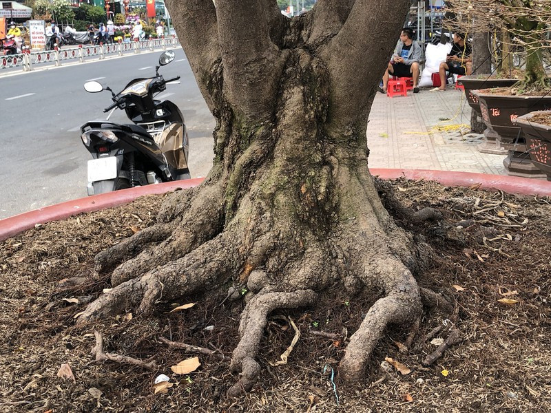 Gốc của "cụ" mai hơn trăm tuổi. Ảnh: Plo.