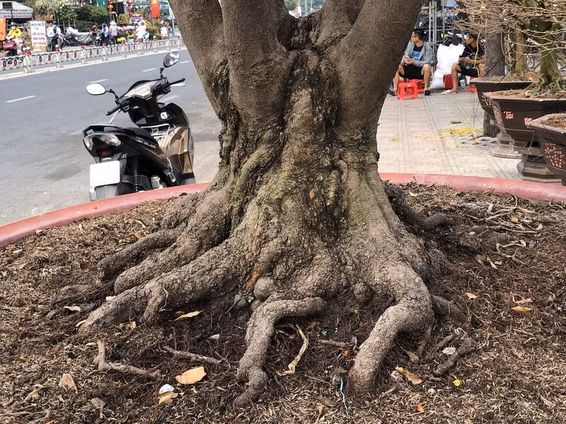 Gốc của "cụ" mai hơn trăm tuổi. Ảnh: Plo.