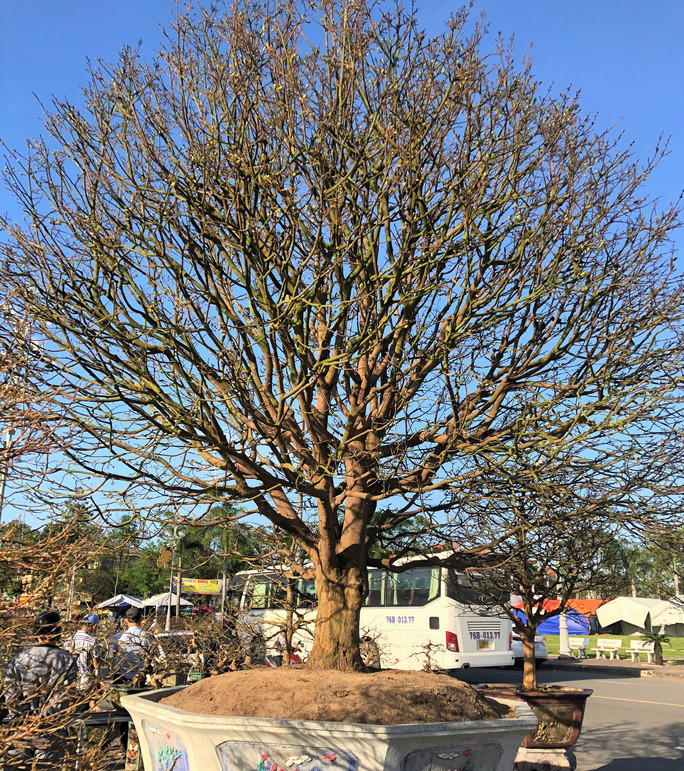 Tính đến thời điểm hiện tại, cây mai có tuổi đời gần 100 năm, cao 5,5m, chiều ngang 5m, hoành đế 140cm, các cành, nhánh và cho hoa rất đều. Ảnh: Người lao động.