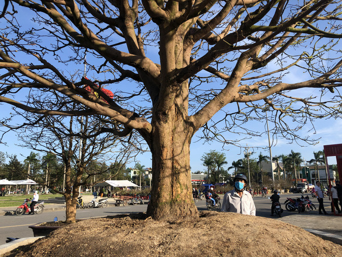 Cây mai cổ vừa được chủ nhân mua lại từ một nhà vườn ở huyện Phù Cát (Bình Định)với giá khoảng 4 tỷ đồng. Ảnh: Người lao động.