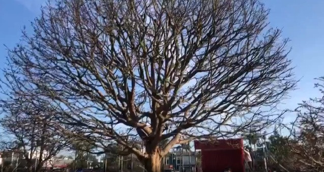 Theo nhiều người trong giới sinh vật cảnh, với tỉ lệ cân đối của dáng cây thì đây là cây mai cổ "độc nhất vô nhị" ở miền Trung. Ảnh: Người lao động.