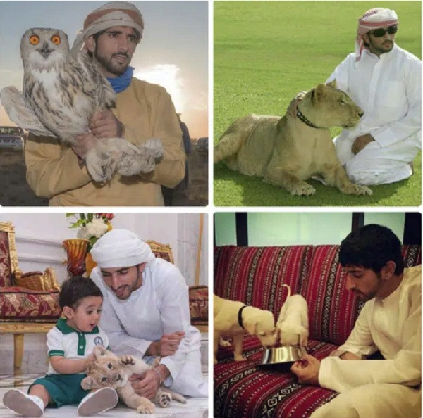Thái tử Sheikh Hamdan, người thừa kế ngai vàng hoàng gia Dubai dẫn đầu trào lưu nuôi thú cưng hoang dã với bộ sưu tập hàng trăm động vật quý hiếm trên toàn thế giới: đại bàng, voi, chim ưng, sư tử, hổ trắng, báo gấm, lạc đà...