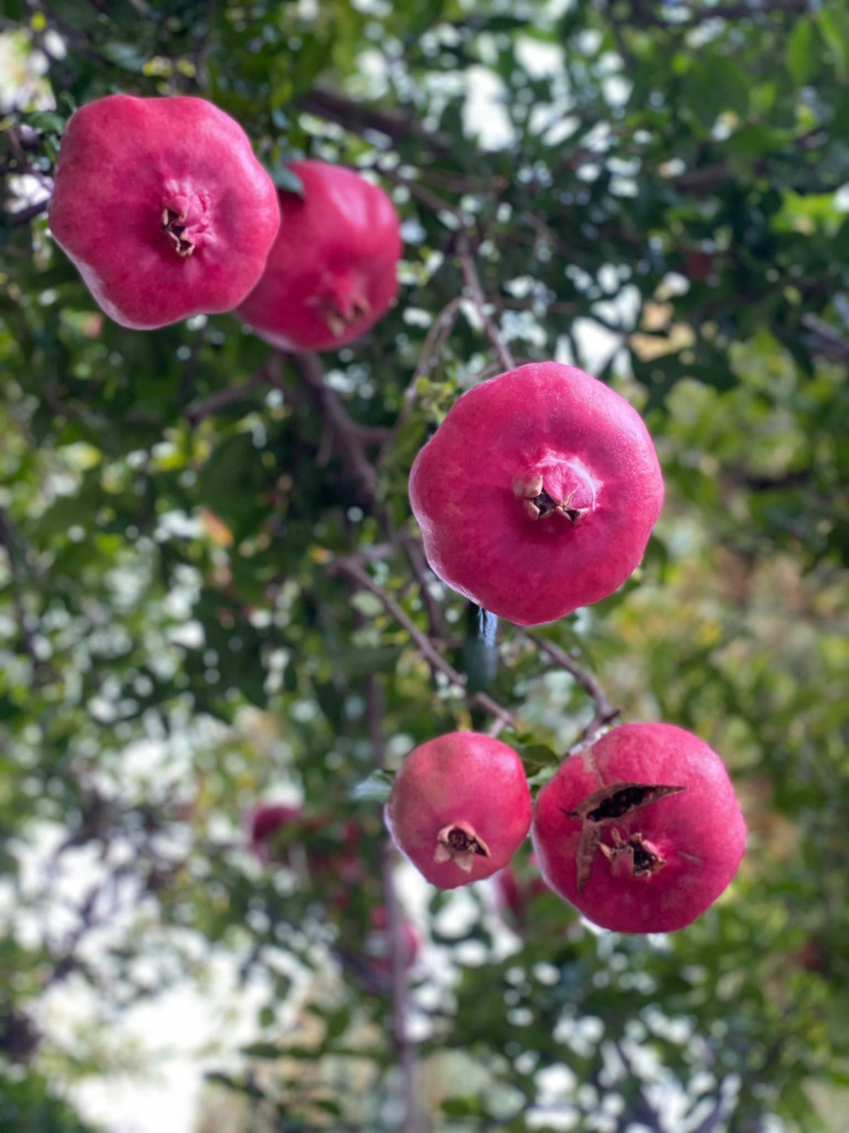 Mới đây, Hoa hậu Dương Mỹ Linh chia sẻ những trái lựu chín đỏ mọng như đèn lồng.