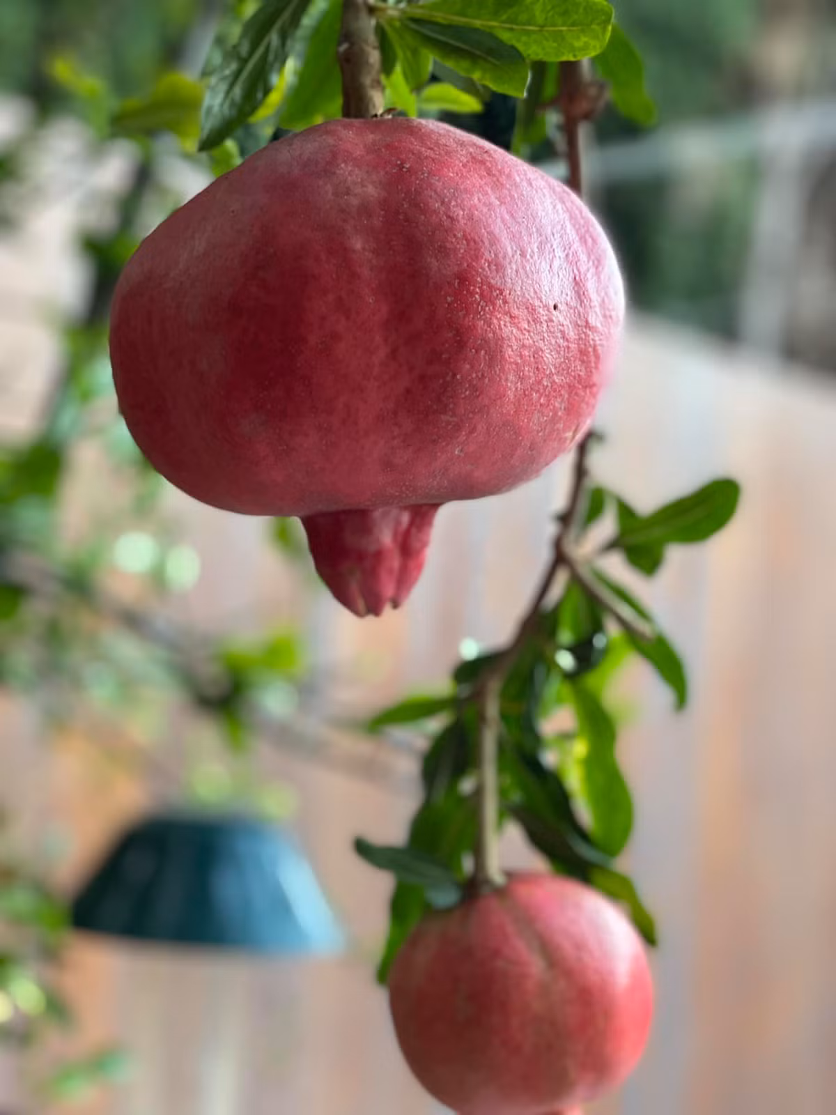 Mỗi trái lựu nặng khoảng 0,5kg, có trái lên đến 1kg.