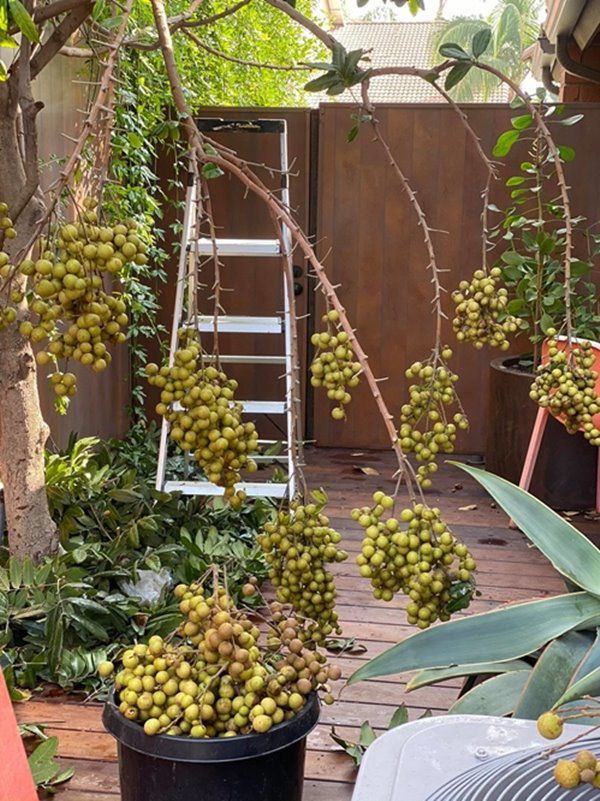 Người đẹp thuê người làm vườn đến dọn cỏ vào cuối tuần còn hàng ngày chủ động tưới nước như một cách thư giãn.