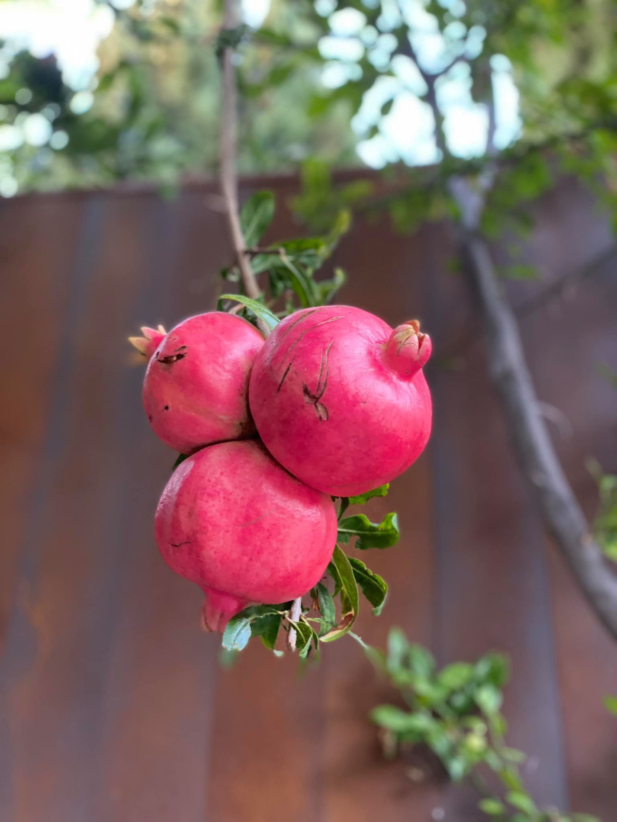 Khu vườn của Dương Mỹ Linh không quá lớn, chỉ có một số cây nhưng trồng lâu năm nên sai quả dù không chăm bón.