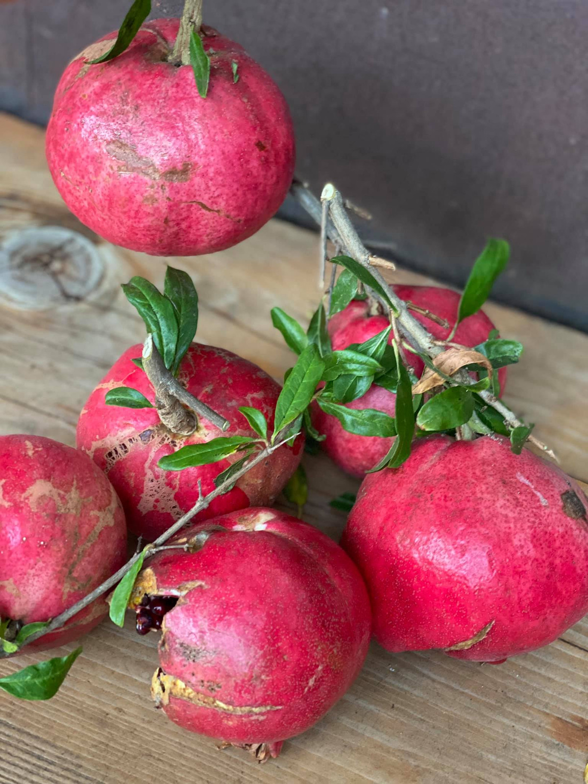 Nhiều trái lựu không kịp thu hoạch nên bị nứt vỏ, rơi đầy xuống gốc.