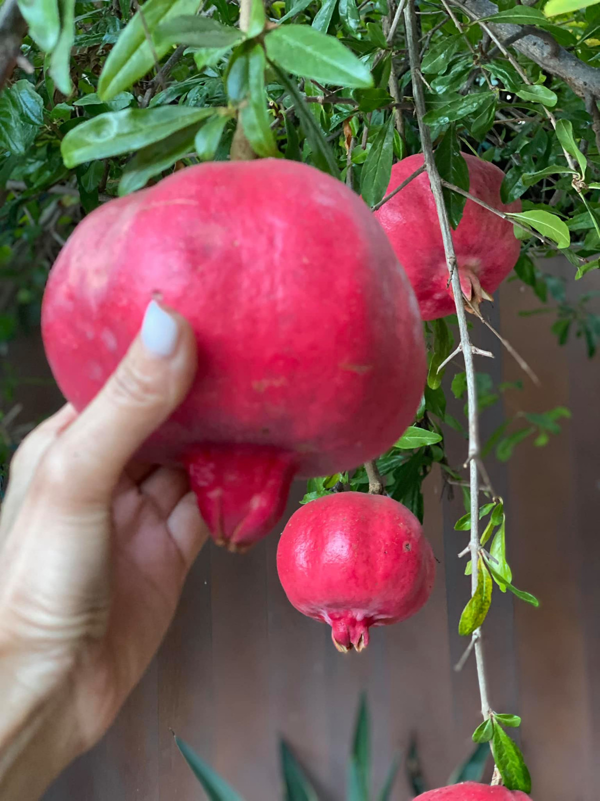 Những trái lựu chín đỏ giúp người đẹp cảm nhận không khí trung thu đang đến gần vì mỗi ngày được ngắm "đèn lồng đỏ" treo lơ lửng.