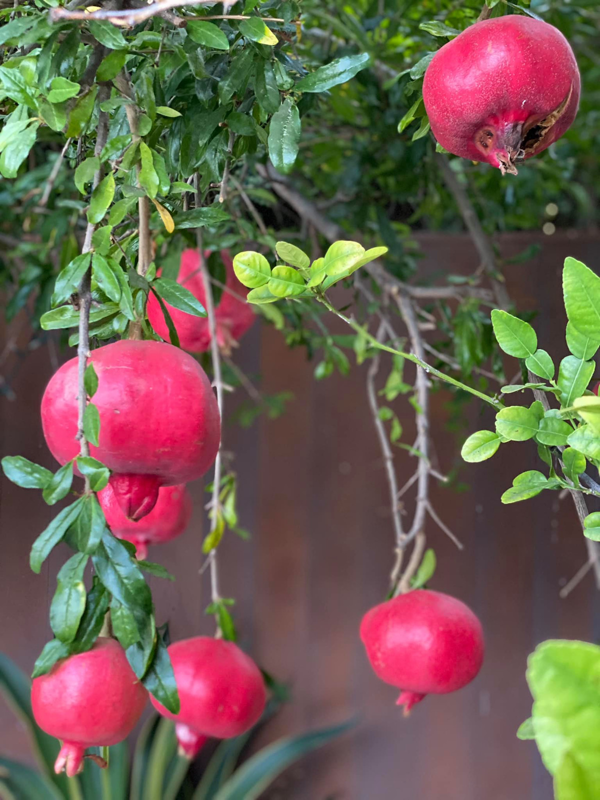 Dương Mỹ Linh ăn không hết, phải nghĩ ra nhiều cách biến tấu như ép nước, làm salad và nấu thạch.