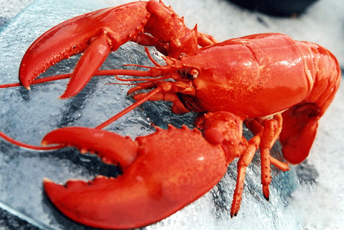 Tương tự cua hoàng đế Alaska, tôm hùm Alaska cũng nằm trong số hải sản ngoại được giới nhà giàu Việt ưa chuộng. Hiện, tôm hùm Alaska có giá từ 1,2 - 1,3 triệu đồng/kg, tùy trọng lượng. Ảnh: Internet