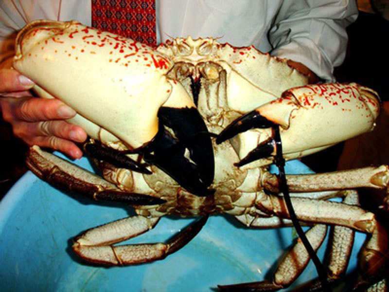 Hiện, cua Tasmania Úc có giá dao động từ 3-4 triệu đồng/kg, rẻ hơn nhiều so với những năm trước. Ảnh: Vietnamnet