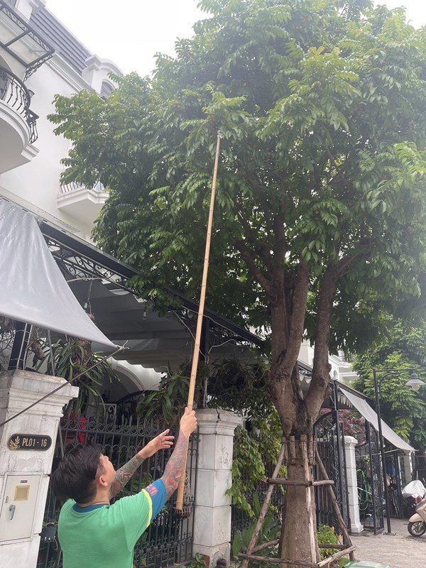 Đây là cây sấu bên ngoài biệt thự Tuấn Hưng mua vào giữa năm 2019.