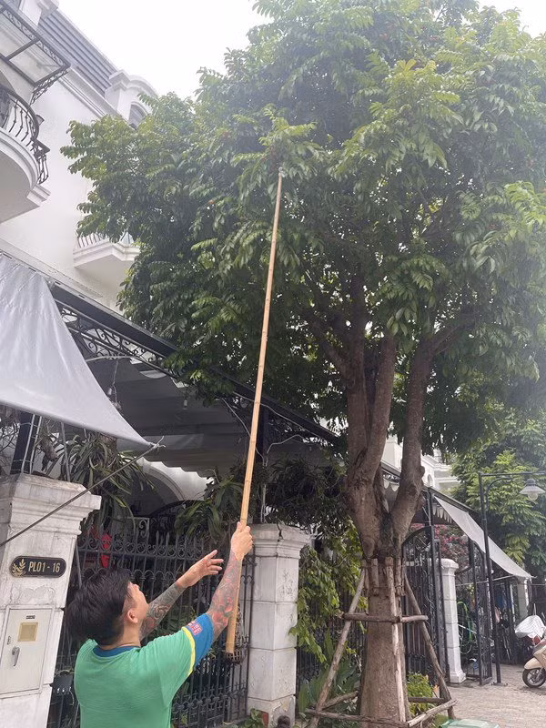 Đây là cây sấu bên ngoài biệt thự Tuấn Hưng mua vào giữa năm 2019.