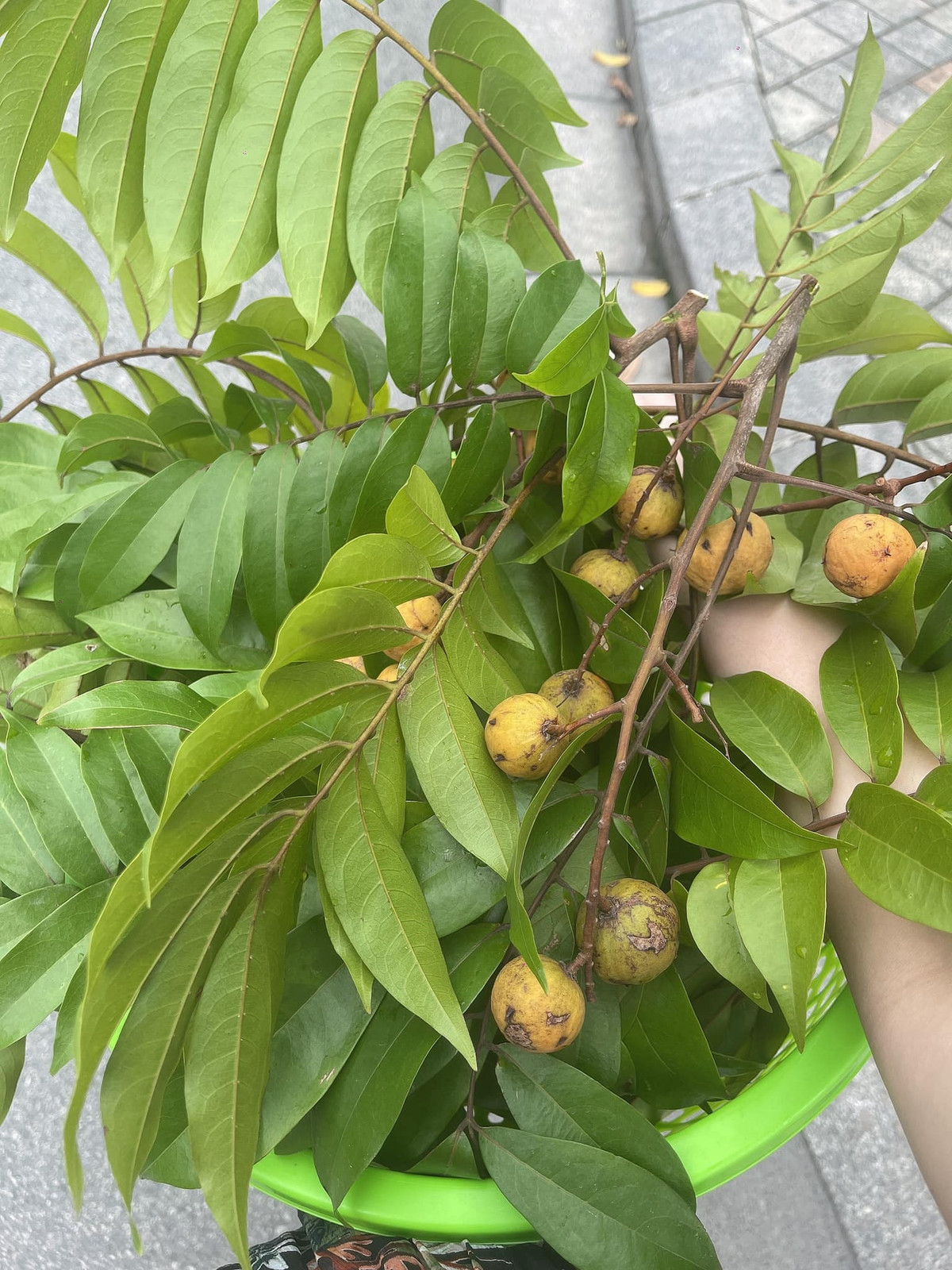 Vợ và các con nam ca sĩ cũng có dịp trở lại tuổi thơ đi hái sấu chín ngay trước nhà.