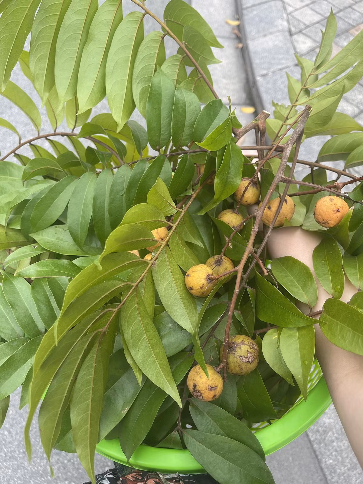 Vợ và các con nam ca sĩ cũng có dịp trở lại tuổi thơ đi hái sấu chín ngay trước nhà.