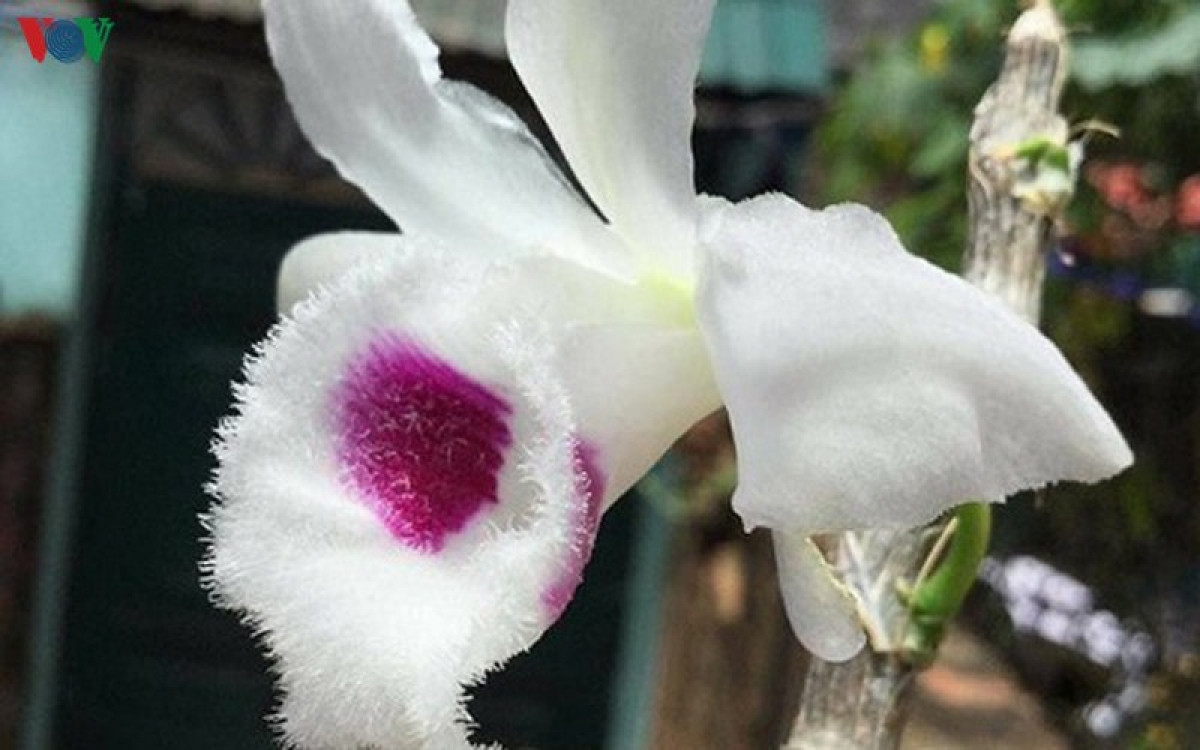 Nhung loat hoa dot bien “gia chat” gay sot thi truong Viet