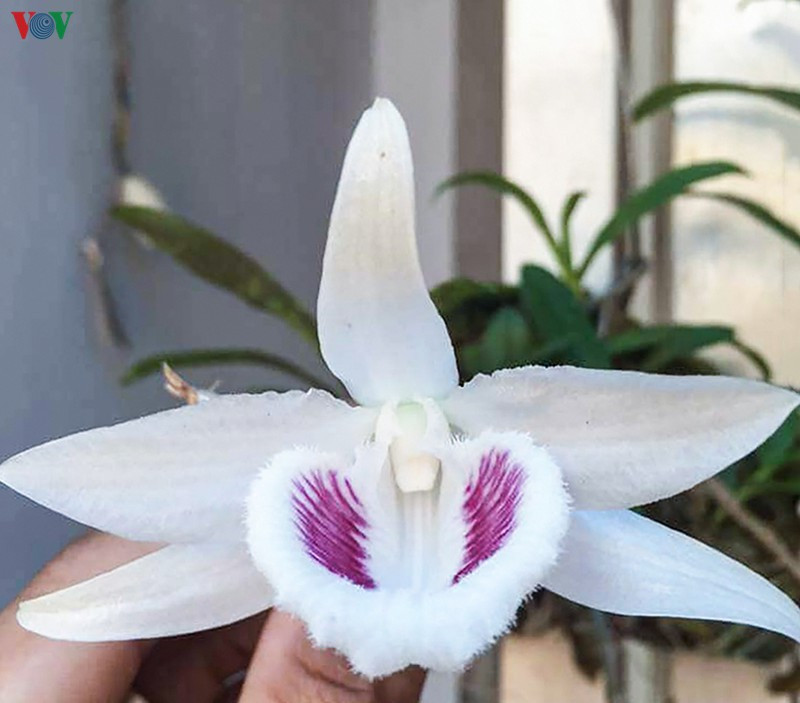 Không chỉ là tin đồn, các thương vụ lan đột biến diễn ra công khai, liên tục, với giá trị lên đến vài tỷ, vài chục tỷ, thậm chí cả trăm tỷ đồng. Ảnh: VOV.