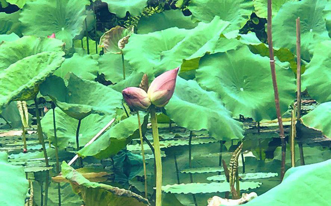 Bởi thế, người mua phải đặt trước và chờ đợi nhiều ngày mới có hàng. Ảnh: VTV.