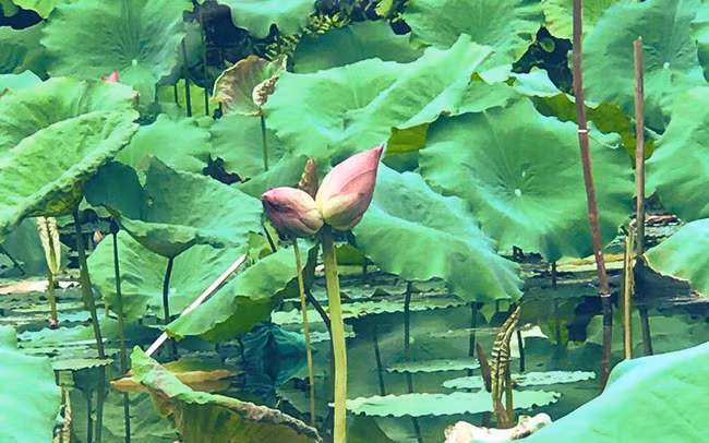 Bởi thế, người mua phải đặt trước và chờ đợi nhiều ngày mới có hàng. Ảnh: VTV.