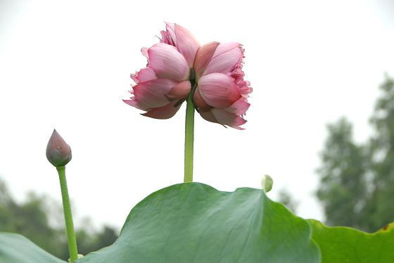 Trong số các loại hoa sen xuất hiện trên thị trường, sen tịnh đế là loại có giá đắt nhất. Nếu như một bông sen quan âm, sen bách diệp, sen hồng... giá chỉ 5.000-10.000 đồng thì những bông sen tịnh đế lại có giá lên tới 150.000-300.000 đồng/cành. Ảnh: Dân Việt