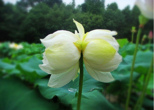 Sen tịnh đế là đóa hai hoa sen nở trên cùng một cuống. Cũng bởi hiện tượng đặc biệt, ít gặp nên nó được coi như một điềm lành, chỉ sự thịnh vượng, sung túc, may mắn. Ảnh: Facebook