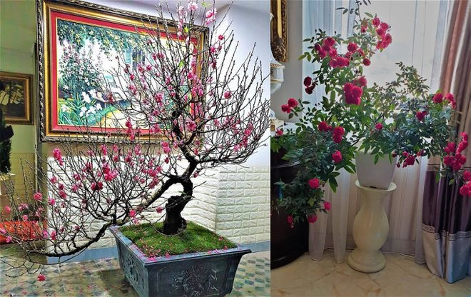 Trong dịp Tết, ca sĩ Nathan Lee trang trí nhiều cây đào, hoa rực rỡ.