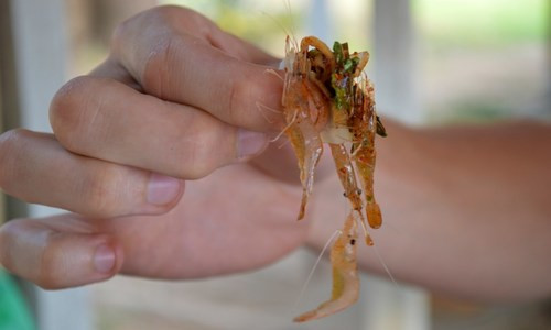 Tại thủ đô Bangkok, thực khách có thể mua được món tép nhảy với giá 30 Bath (hơn 21.000 đồng). Chúng không được phục vụ trong nhà hàng mà thường được bán tại xe đẩy trên vỉa hè hoặc chợ địa phương. Ảnh: Viaje.