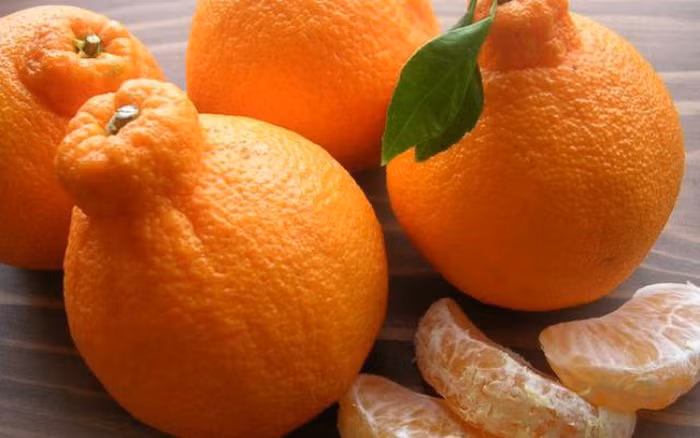 Tại Việt Nam, quýt chum Dekopon có giá lên tới 1,5 triệu đồng/kg. Ảnh: Internet