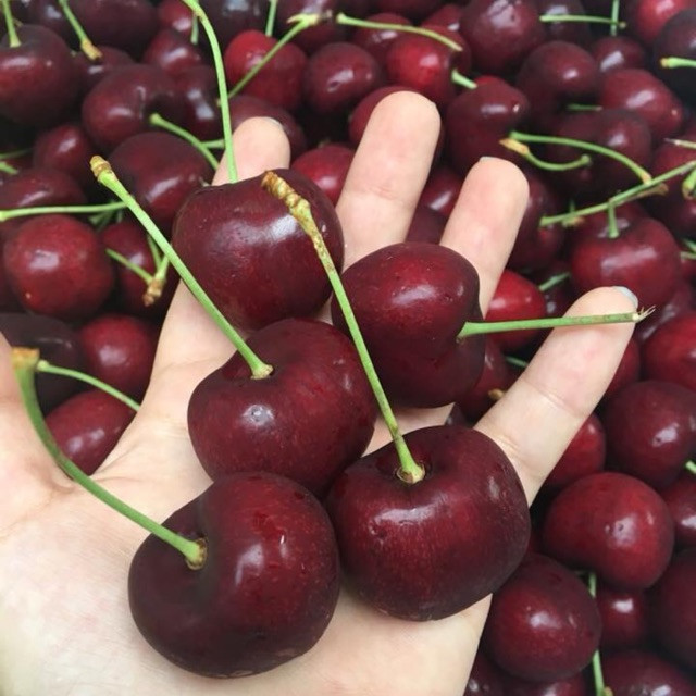 Cherry (hay quả anh đào) là loại trái cây nhập khẩu được ưa chuộng nhất hiện nay. Đặc biệt trong dịp Tết, màu đỏ mọng của cherry được yêu thích hơn cả vì mang ý nghĩa may mắn. Ảnh: Shopee.