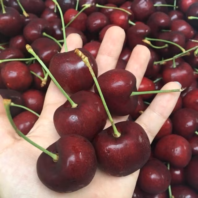 Cherry (hay quả anh đào) là loại trái cây nhập khẩu được ưa chuộng nhất hiện nay. Đặc biệt trong dịp Tết, màu đỏ mọng của cherry được yêu thích hơn cả vì mang ý nghĩa may mắn. Ảnh: Shopee.