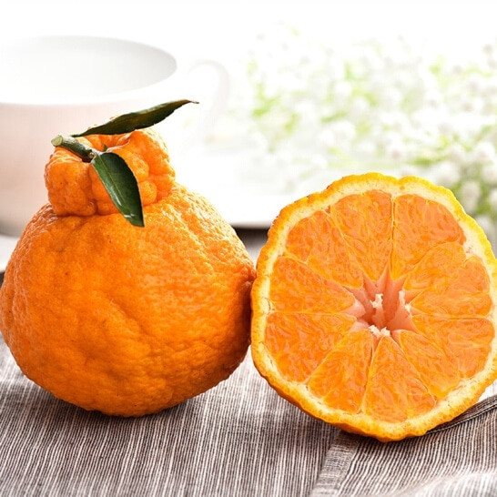 Dekopon, hay Sumo Fruit, là một loại quả lại giữa cam và quýt được tạo ra ở Nhật Bản. Người ta nói rằng đó là loại cam quýt ngon nhất trên thế giới với vị ngọt đậm và một lớp vỏ căng mọng trông rất ngon miệng. Ảnh: Internet