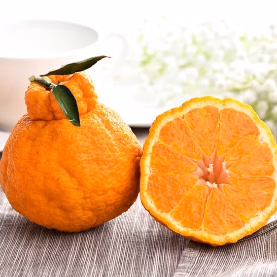 Dekopon, hay Sumo Fruit, là một loại quả lại giữa cam và quýt được tạo ra ở Nhật Bản. Người ta nói rằng đó là loại cam quýt ngon nhất trên thế giới với vị ngọt đậm và một lớp vỏ căng mọng trông rất ngon miệng. Ảnh: Internet