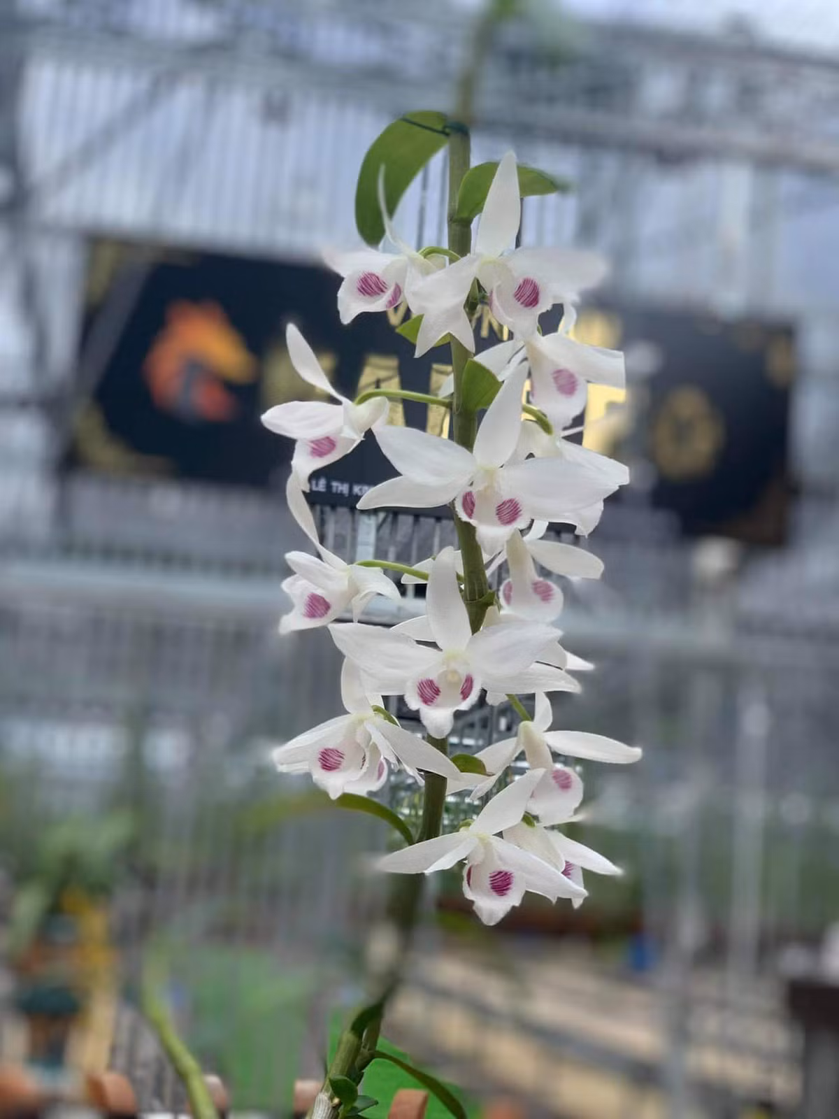 Theo anh Tấn, lan có giá trị phải là những giống lan rừng biến dị gen về màu sắc, hình dáng, hoa, lá, cành. Trong đó, giá trị nhất để định giá một giỏ lan phụ thuộc nhiều nhất ở bông hoa. Phải đợi đến khi hoa nở mới thực sự biết được giò lan đó có phải đột biến không. Ảnh: FB Vuon lan Tan Phong.