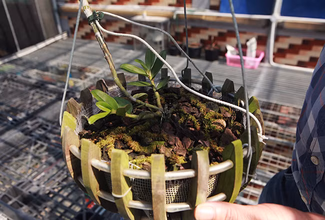 Đặc biệt nhất là lan phi điệp hồng xòe giá khoảng 10 triệu– 12 triệu đồng/1 cm tính theo độ dài thân cây. Ảnh: Dân Việt