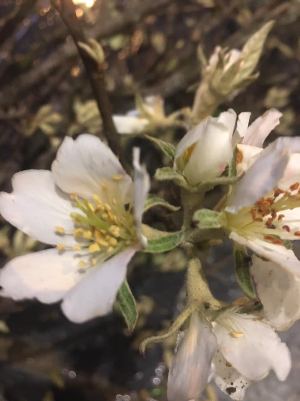 Đợt vừa rồi, hoa táo mèo về nhiều, mỗi ngày, chị bán ra thị trường hơn 100 bó hoa, ngày cao điểm có thể lên tới 300 bó.