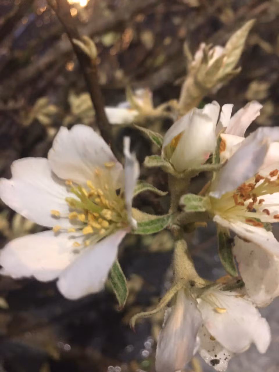 Đợt vừa rồi, hoa táo mèo về nhiều, mỗi ngày, chị bán ra thị trường hơn 100 bó hoa, ngày cao điểm có thể lên tới 300 bó.