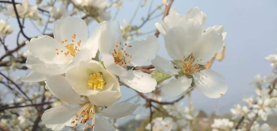 Sau Tết, táo mèo bắt đầu trổ hoa và bất ngờ trở thành xu hướng chơi mới, đắt khách không kém gì đợt bán quả táo mèo nguyên cành.