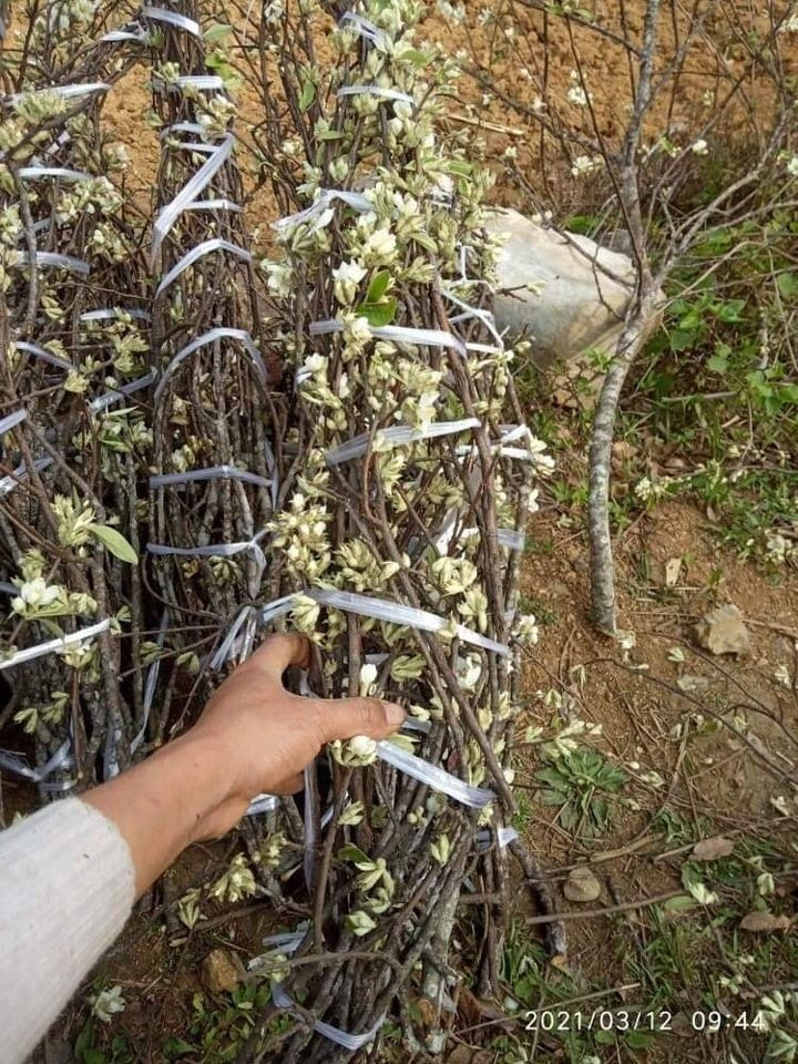 Theo bạn Giang (Cầy Giấy, Hà Nội), so với lê hay mận thì vẻ đẹp của hoa táo mèo không hề thua kém mà giá lại phải chăng.
