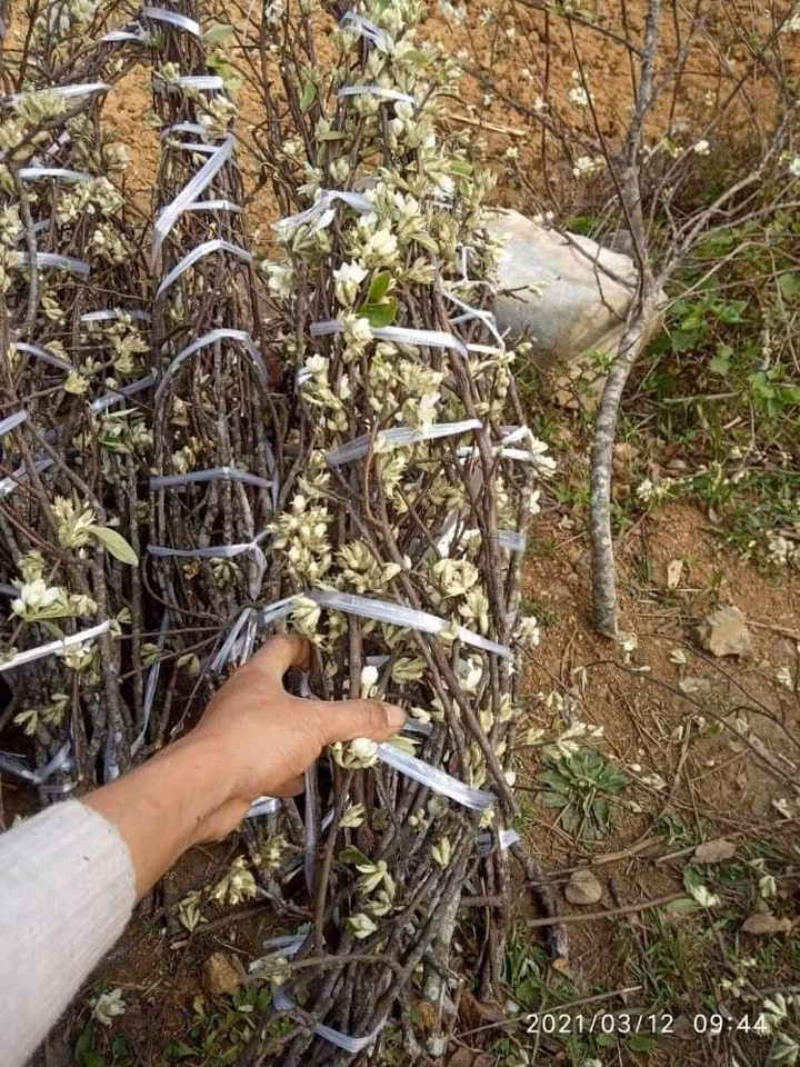 Theo bạn Giang (Cầy Giấy, Hà Nội), so với lê hay mận thì vẻ đẹp của hoa táo mèo không hề thua kém mà giá lại phải chăng.