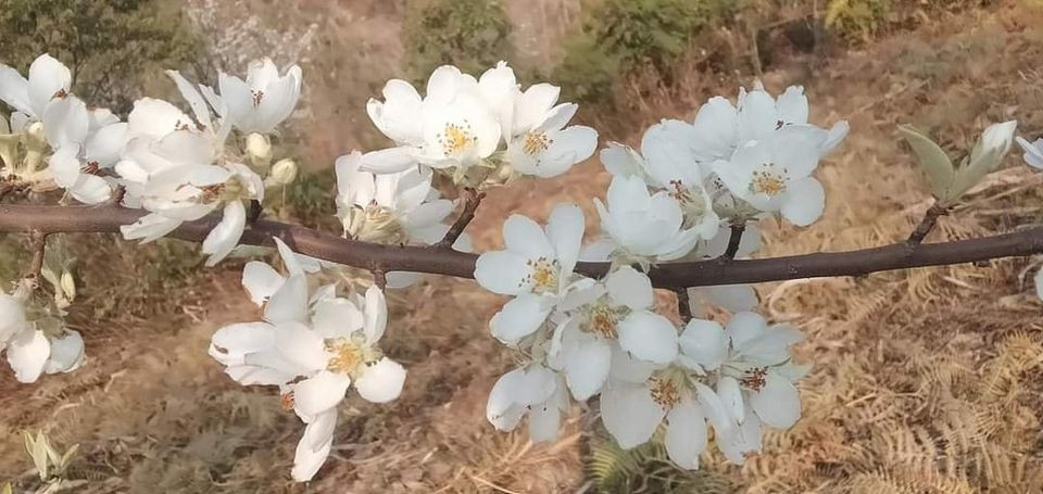 Cô Linh Trang (Hoàng Mai, Hà Nội) tiết lộ, mỗi ngày thu được vài triệu đồng từ bán hoa táo mèo. Tuy nhiên, đây cũng chỉ là kiếm thêm thời vụ vì hoa táo mèo cũng sắp hết.